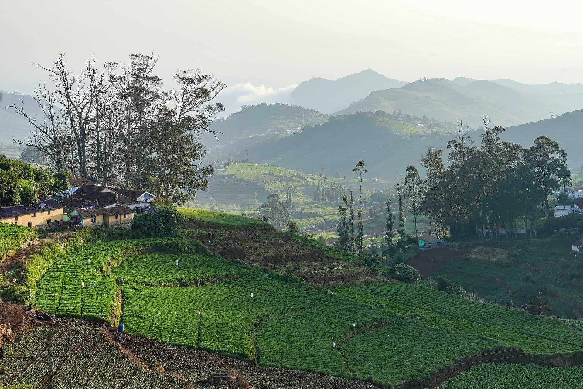 The Nilgiris — Region