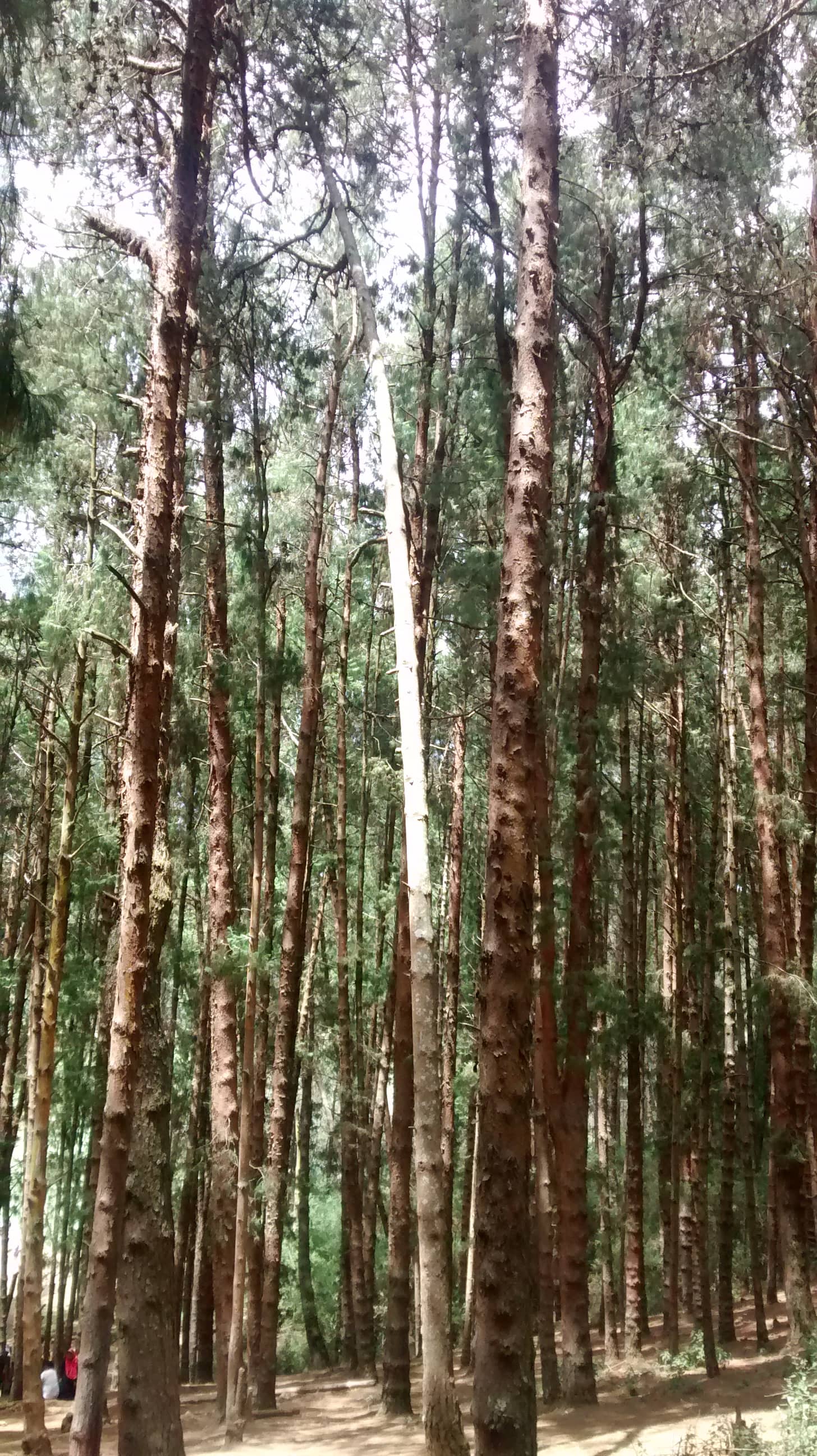 Sunlight through a pine forest