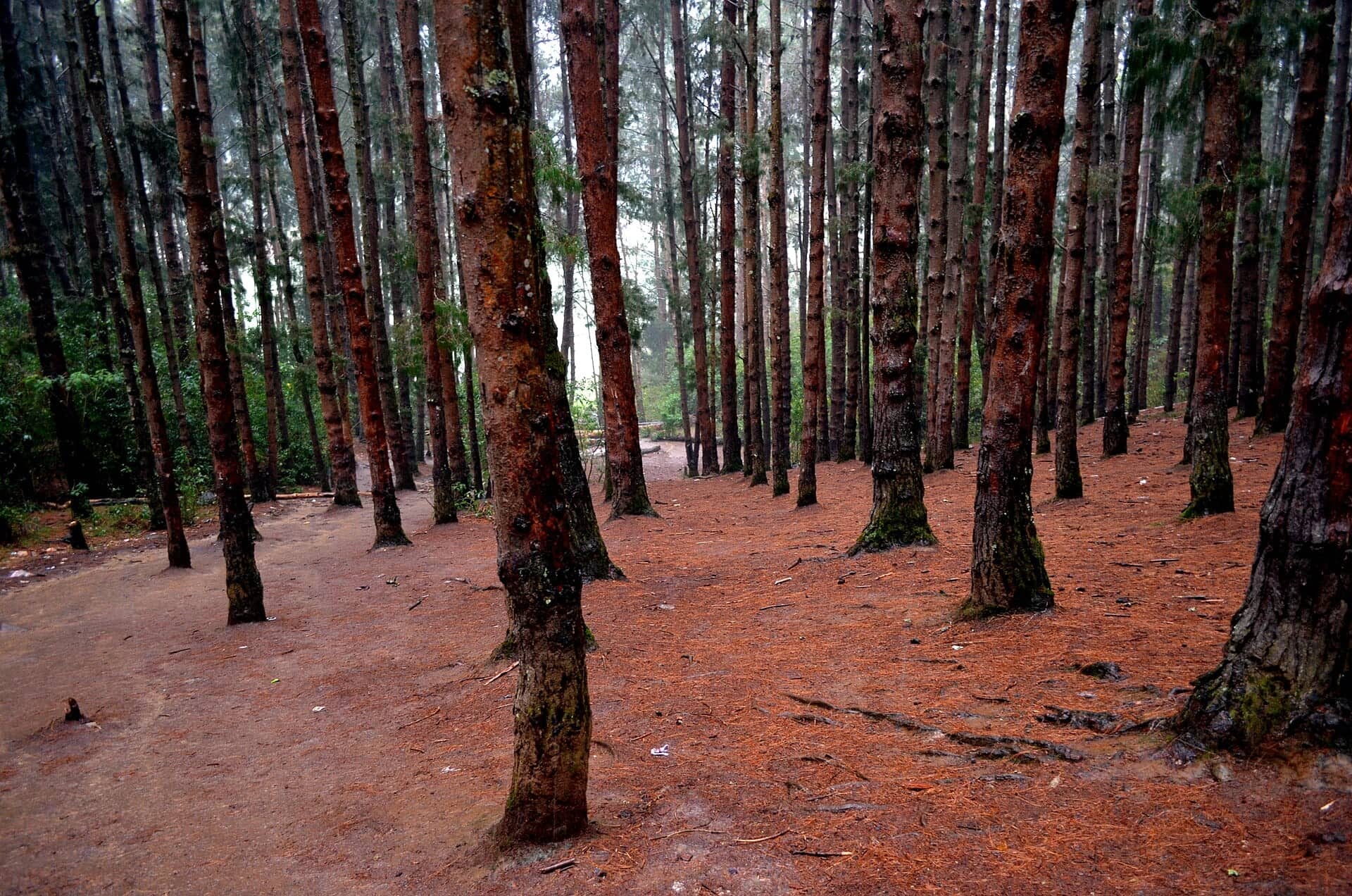Tall pine grove near Ooty