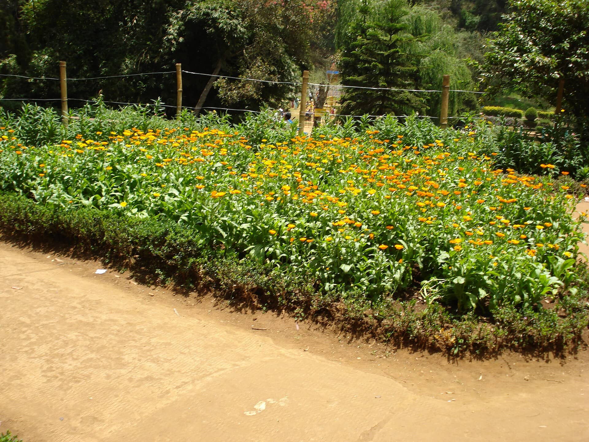 Terraced lawns at Sim's Park