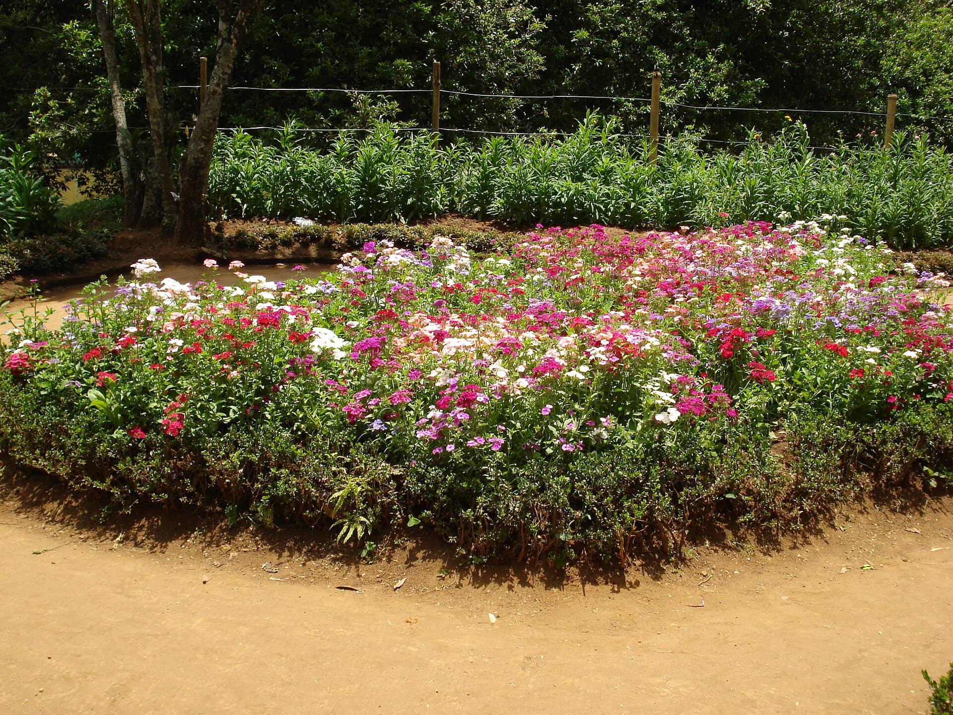Terraced lawns at Sim's Park