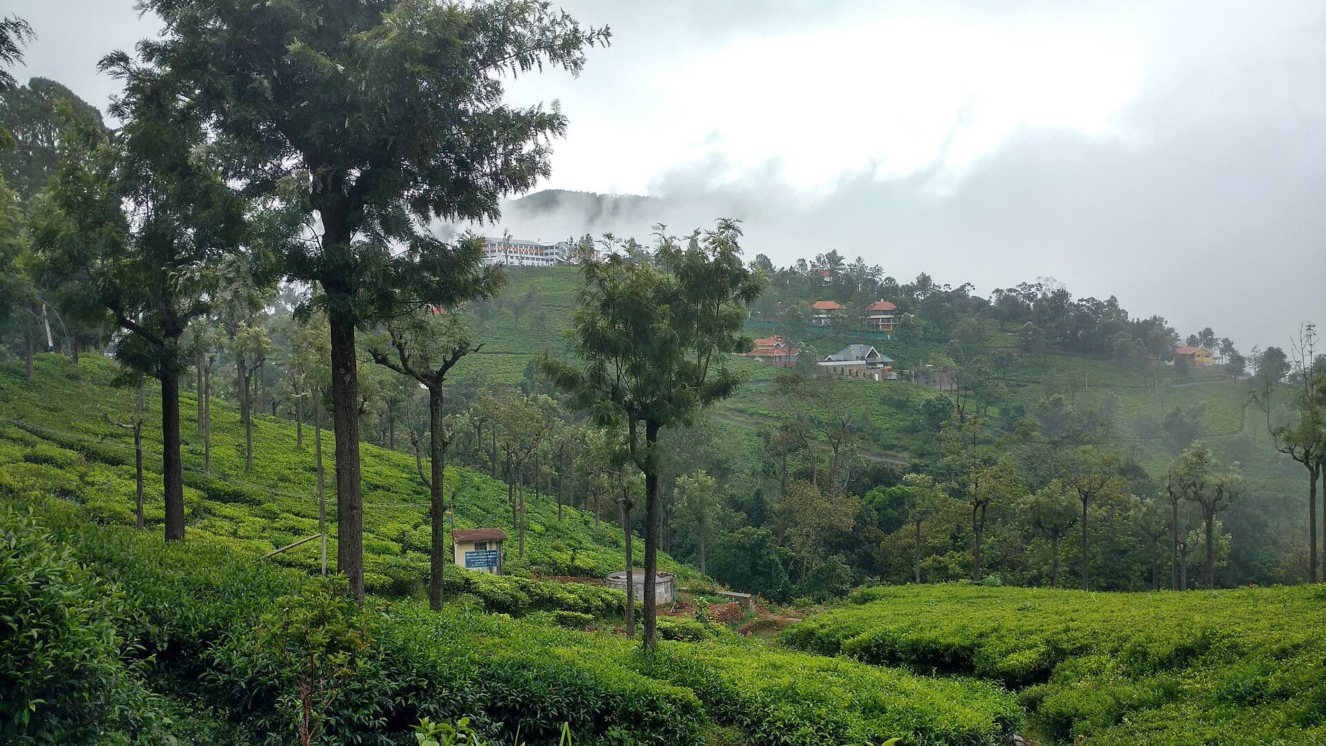 Working tea factory floor