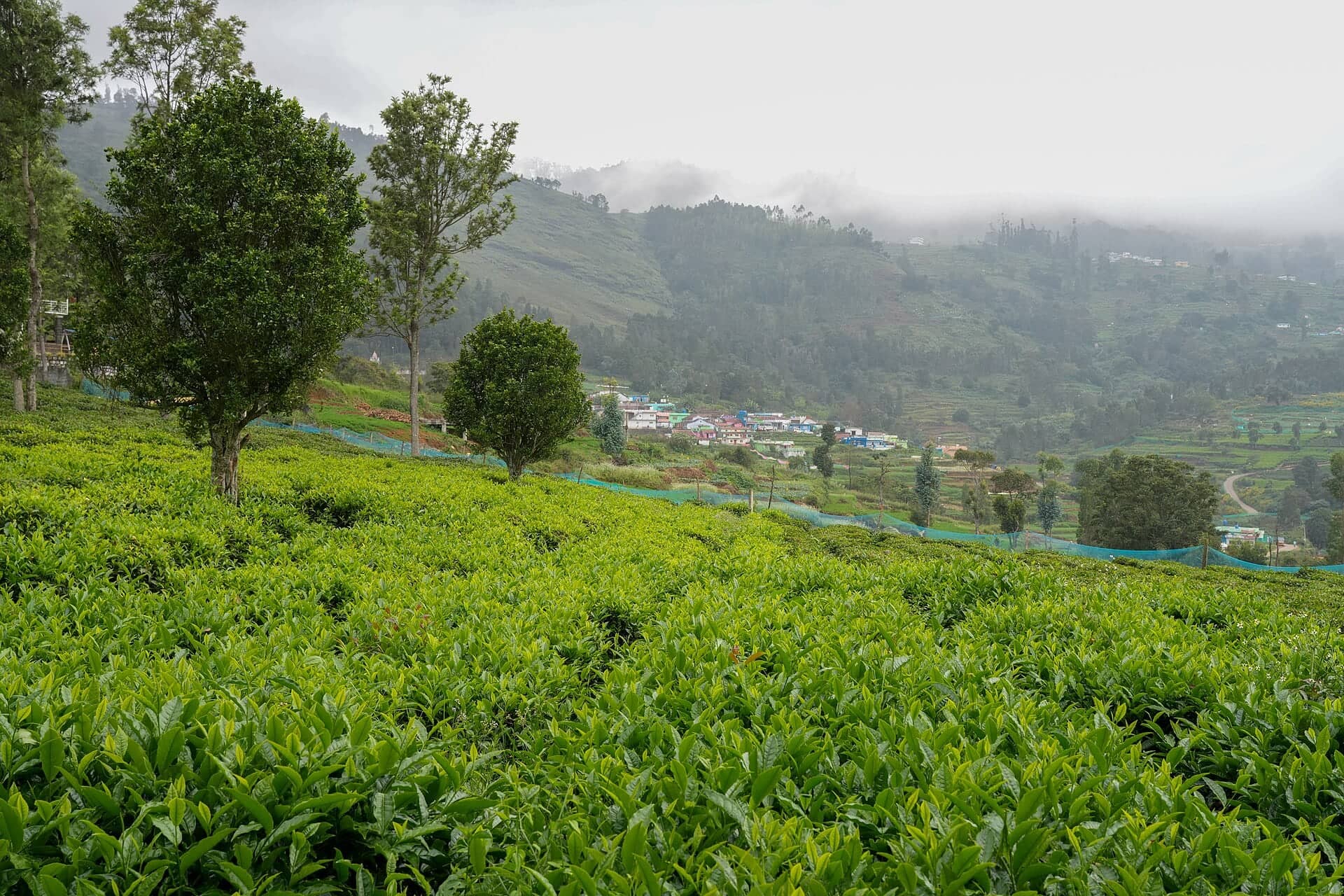 Working tea factory floor