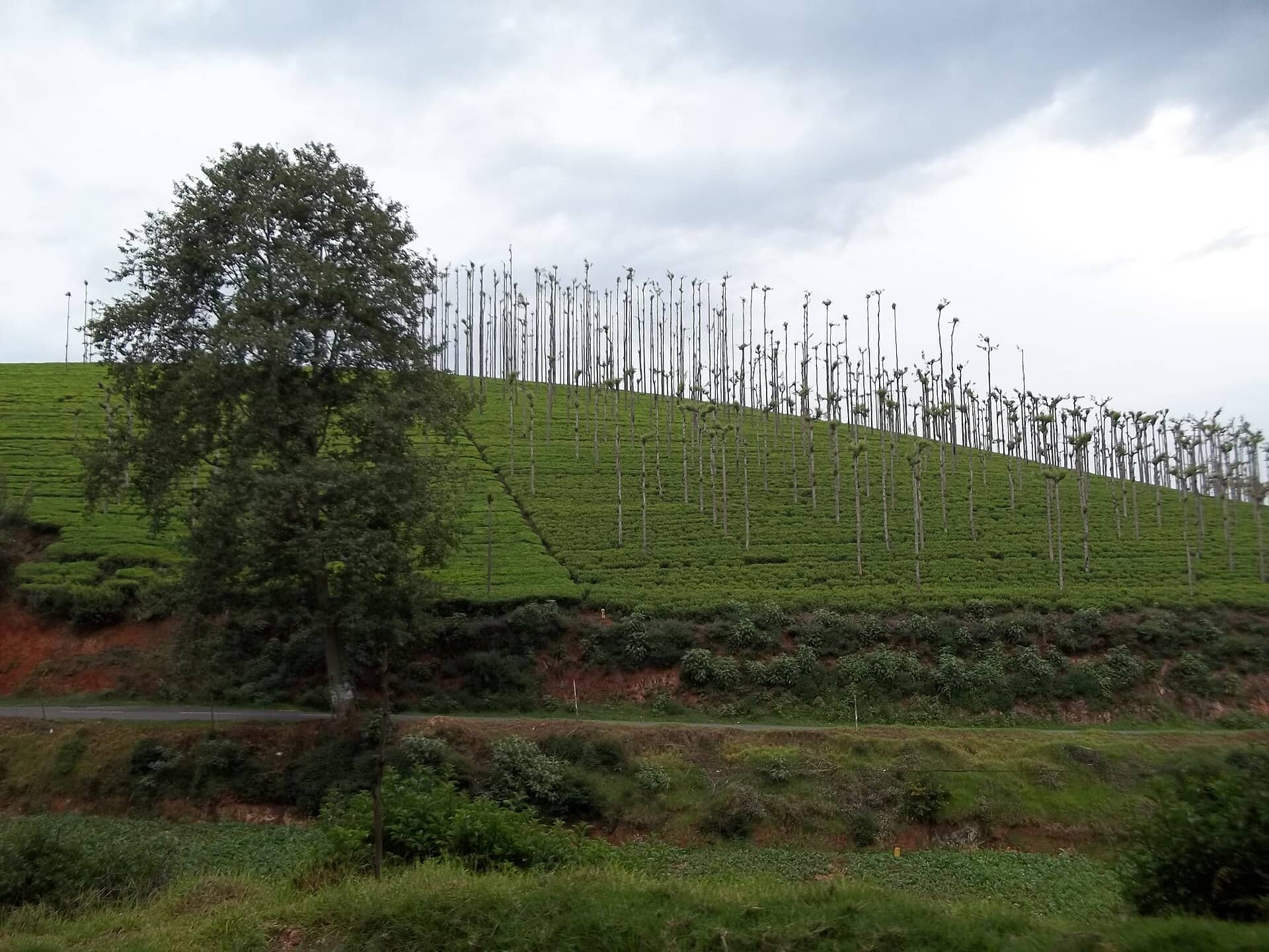 Terraced tea gardens near Coonoor