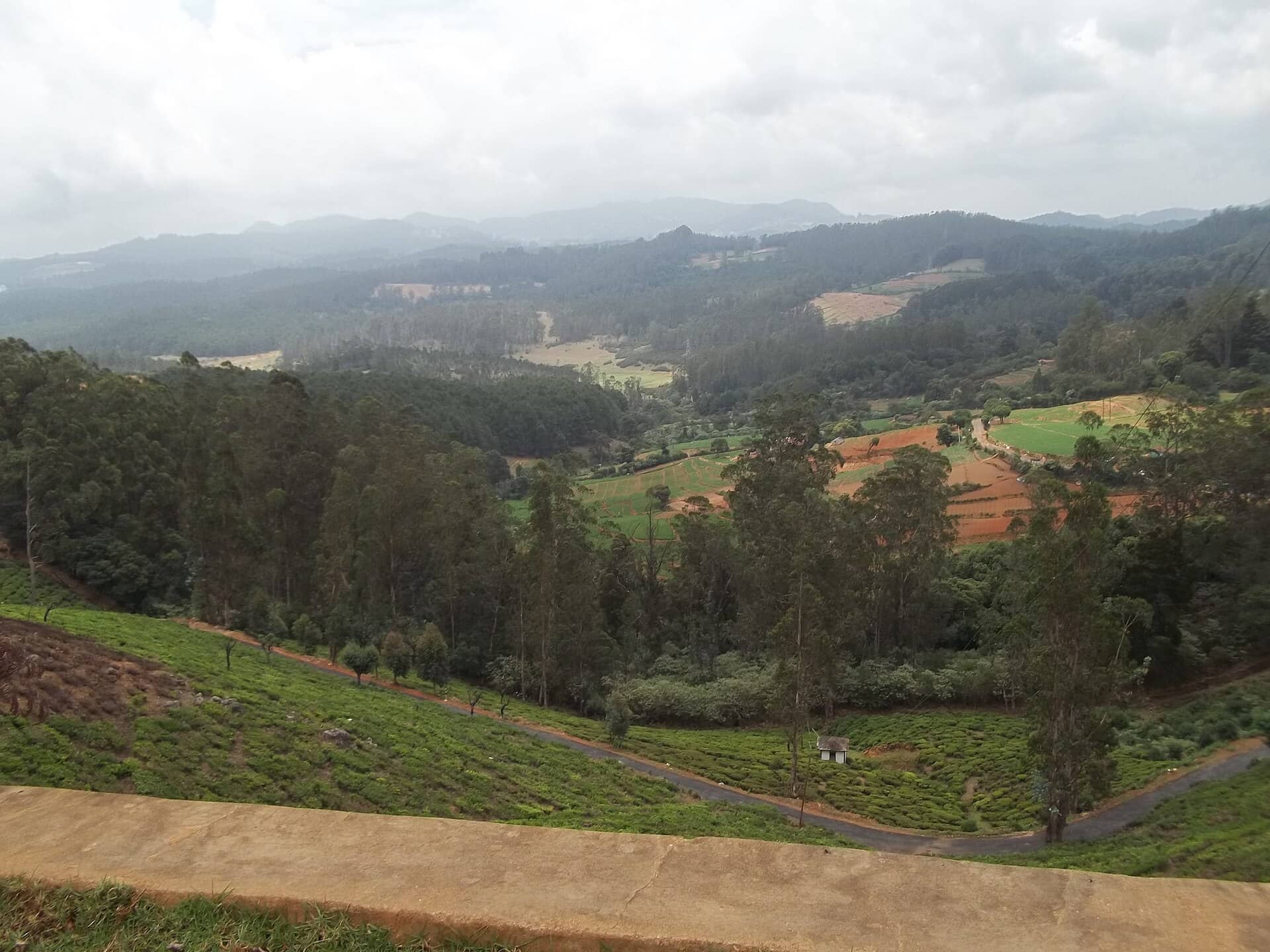 Terraced tea gardens near Coonoor