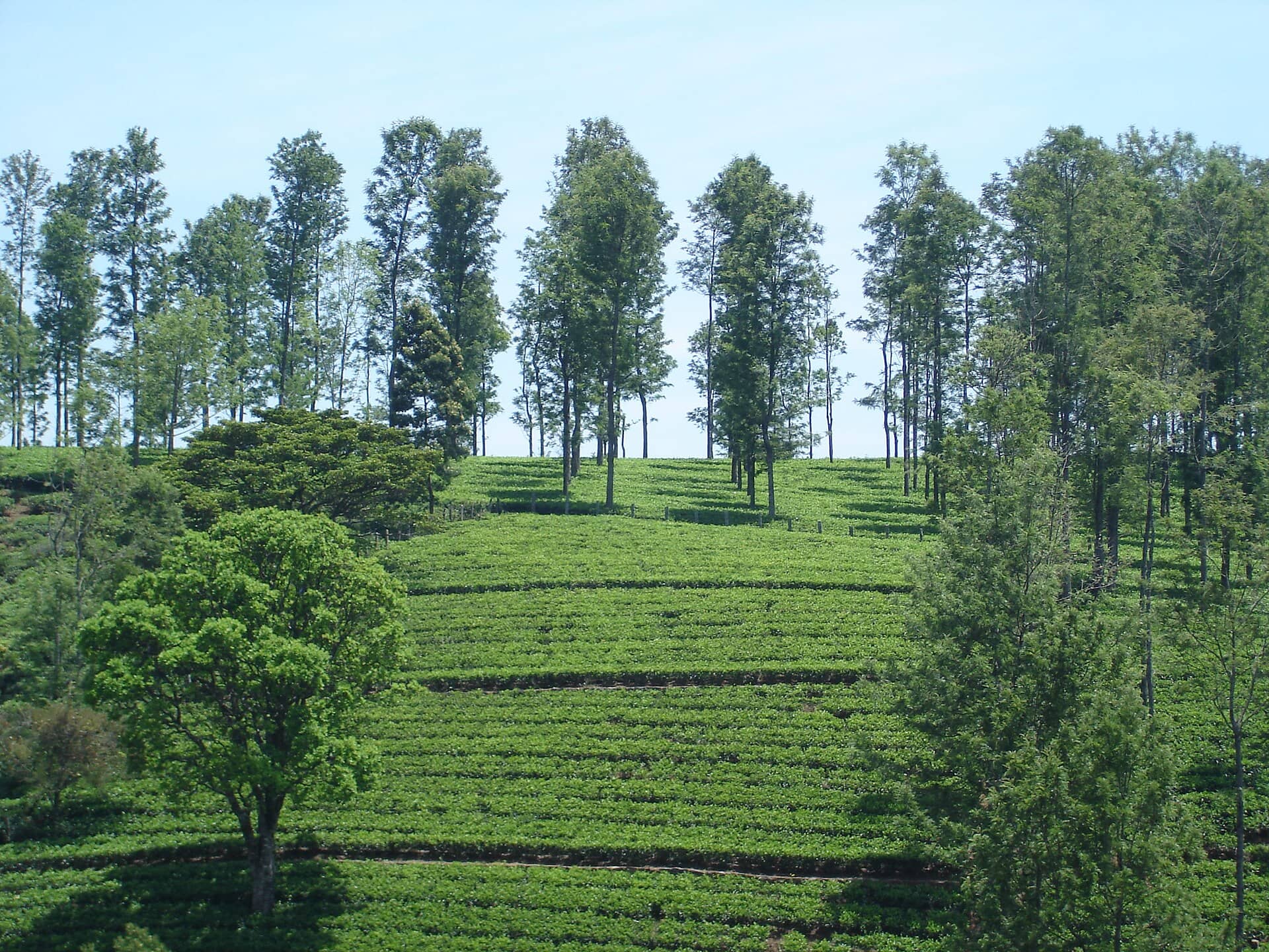 Terraced tea gardens near Coonoor