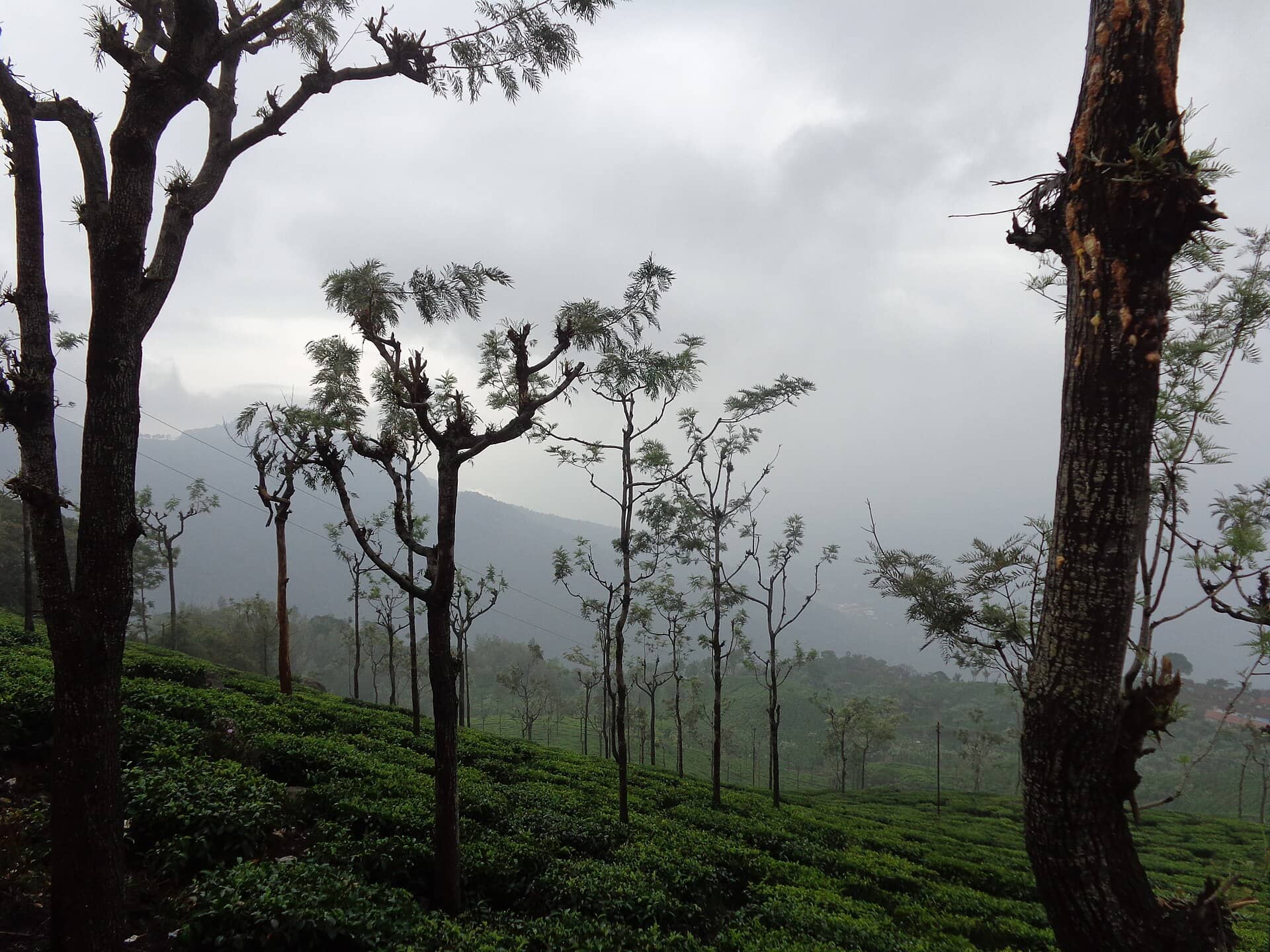 Terraced tea gardens near Coonoor
