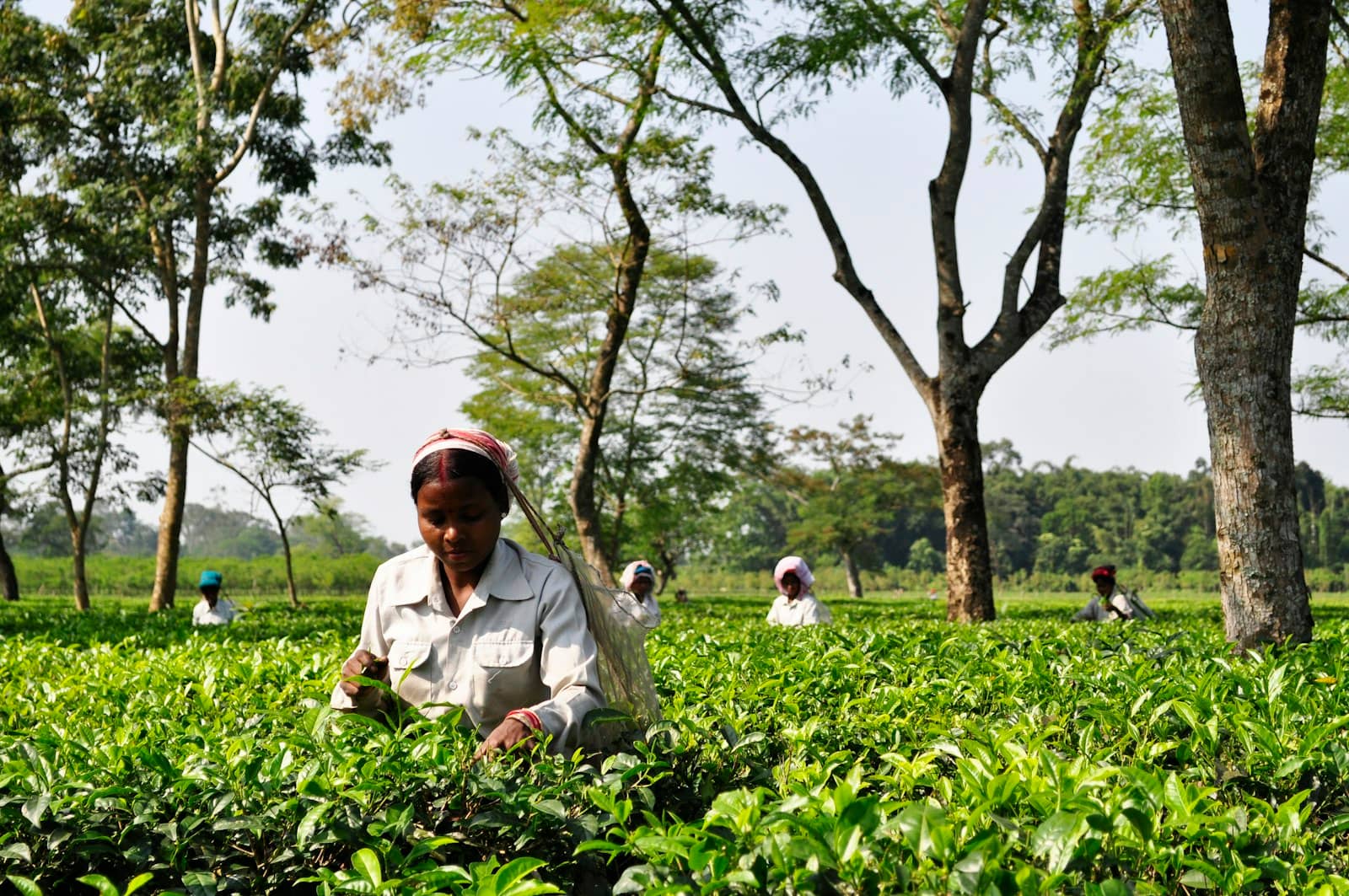 A First-Timer's Guide to the Nilgiri Tea Estates