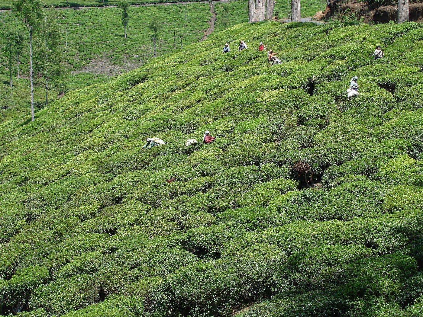 Kotagiri tea gardens in morning light