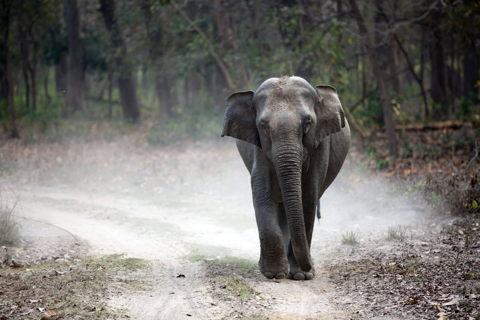 Mudumalai National Park grassland