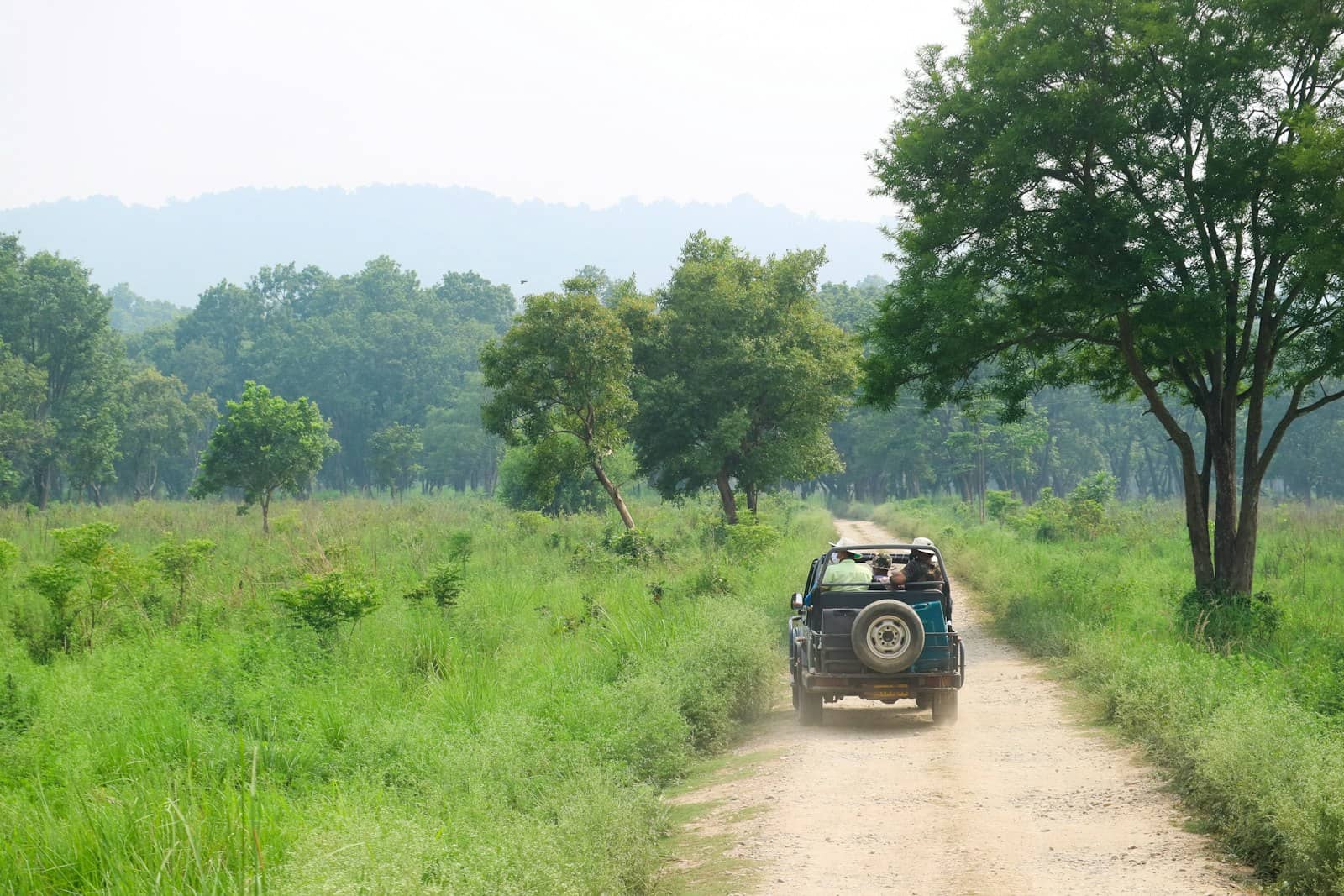 Mudumalai National Park grassland
