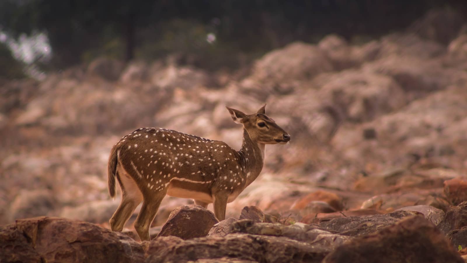 Mudumalai National Park grassland