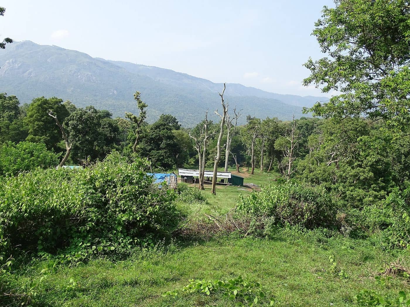 Mudumalai National Park forest canopy