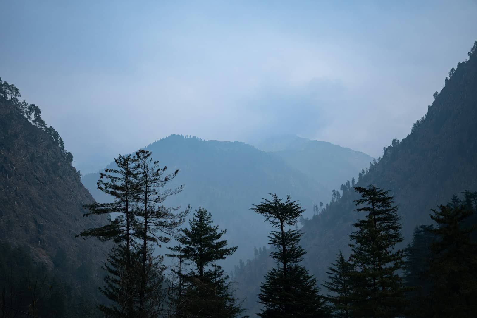 Misty pine forest trail
