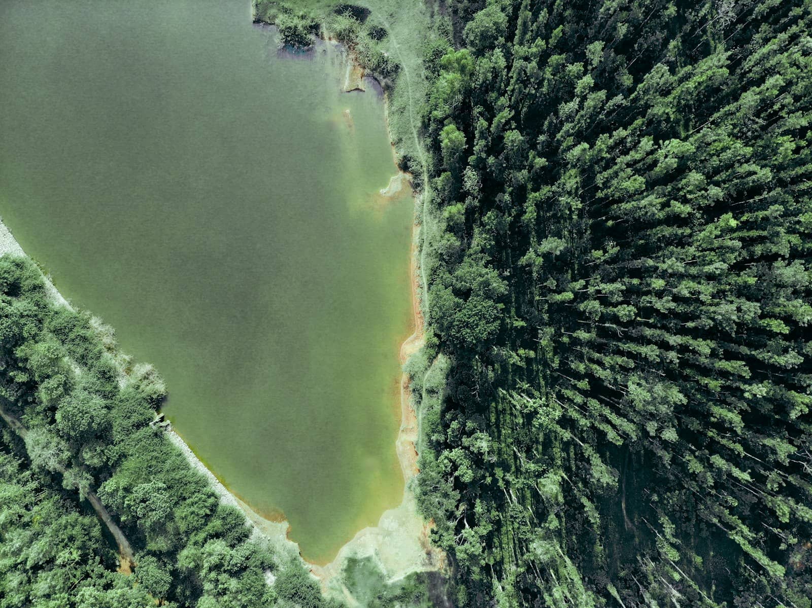 Aerial view of a lake surrounded by forest