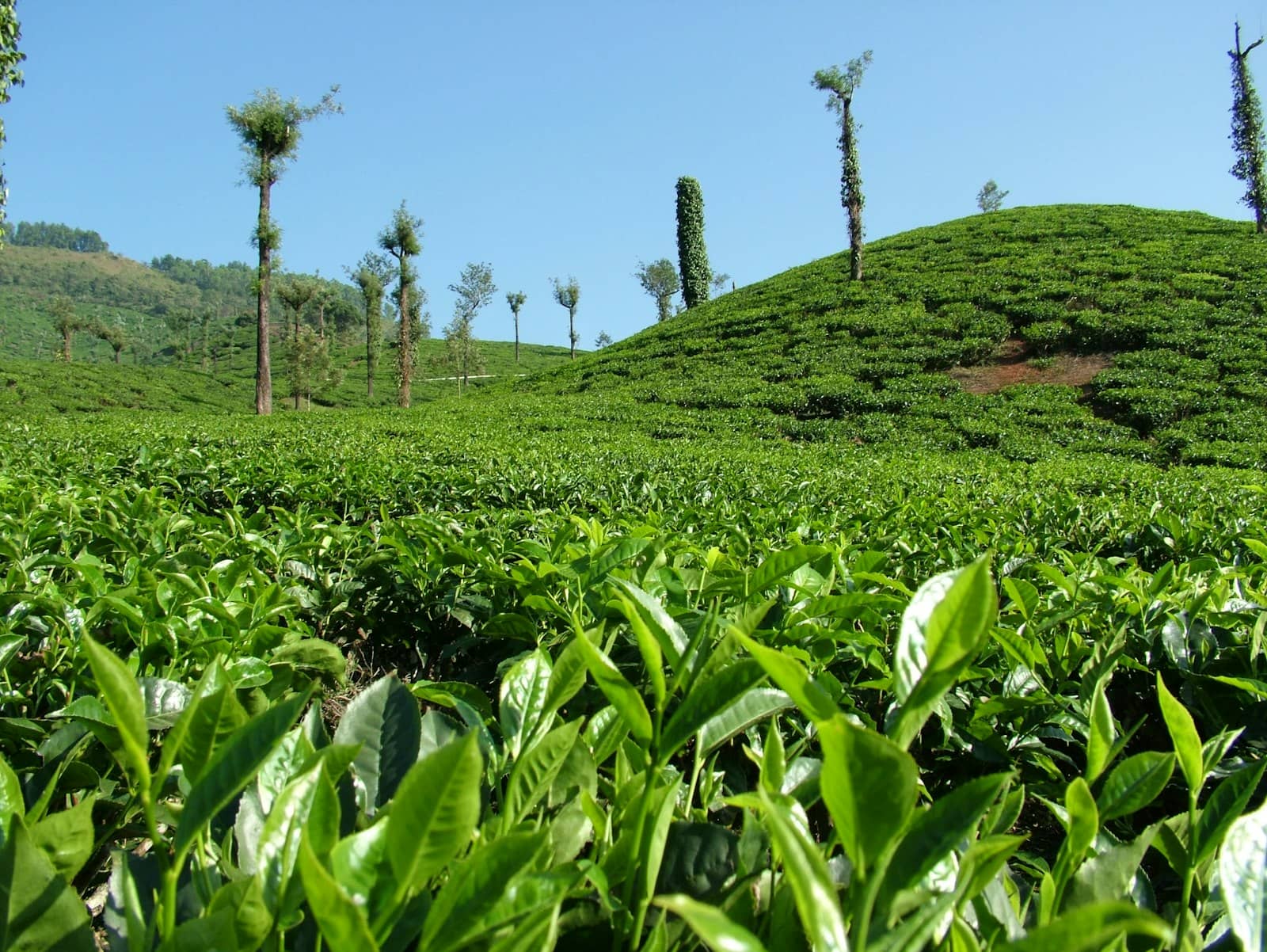 Filter coffee at a tea estate