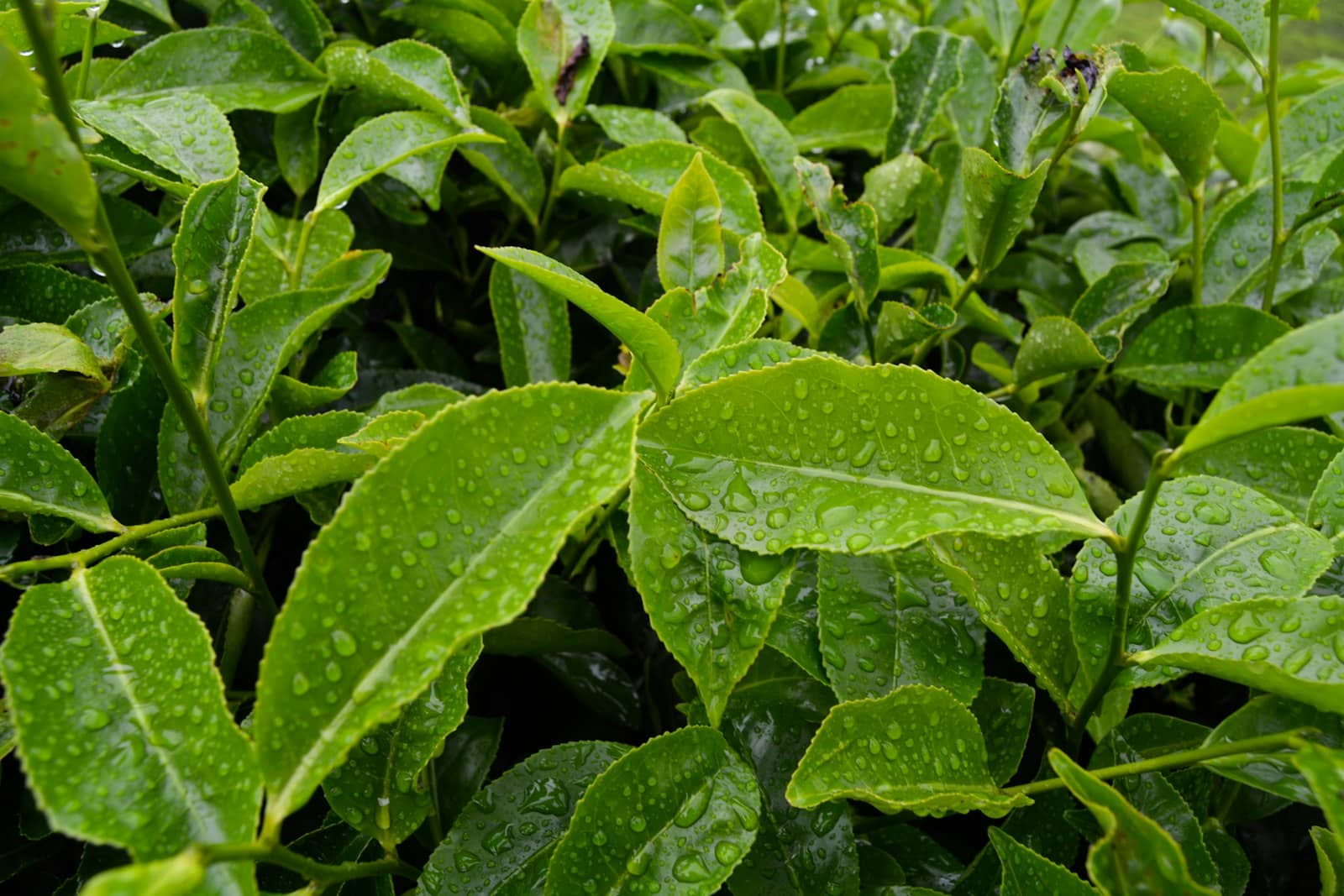 A fresh cup of Nilgiri tea