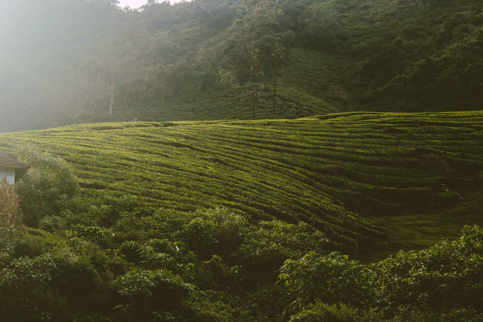 Sunrise over a tea plantation