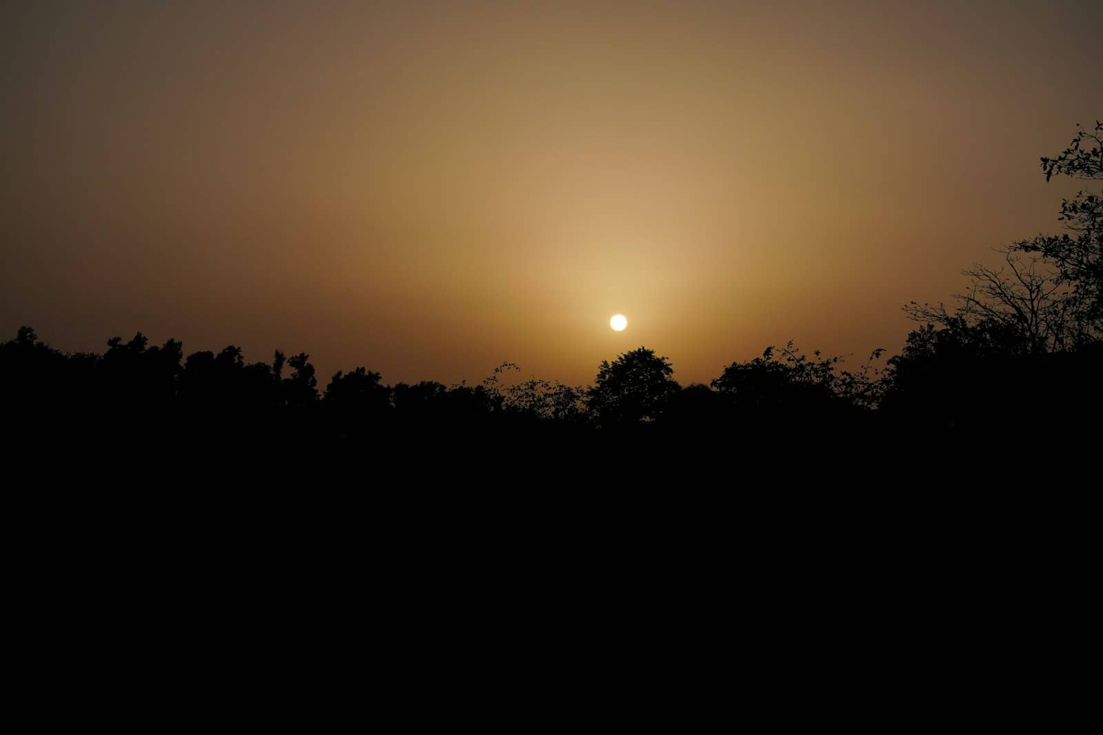 Golden sunrise light through a forest