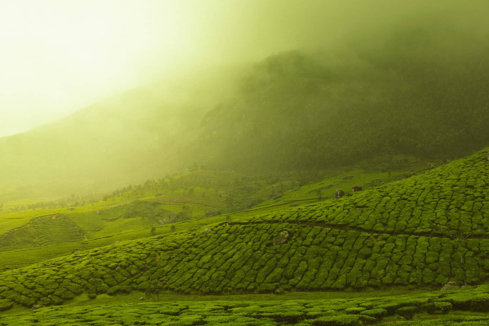 Golden light over a tea garden