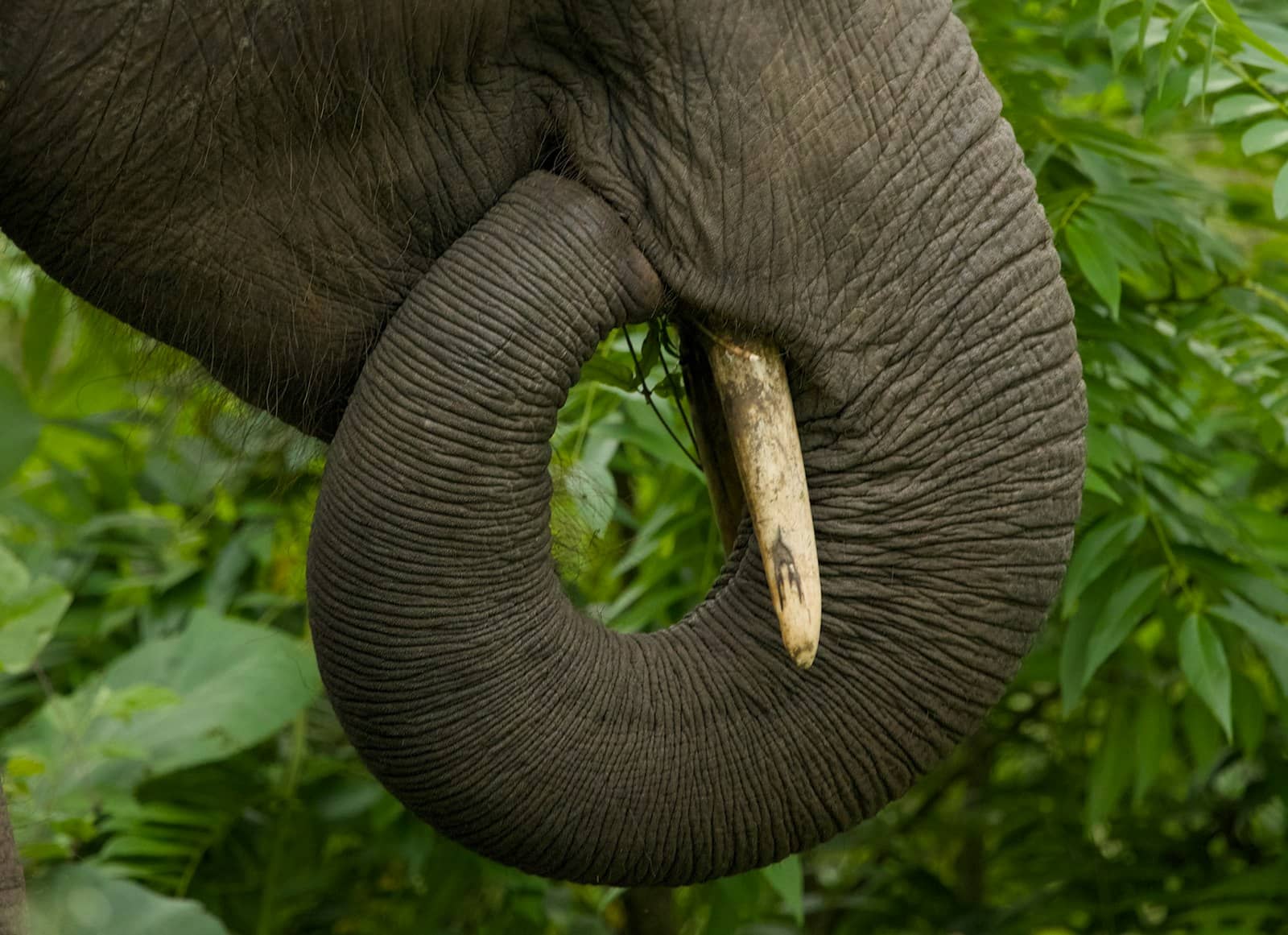 Wild elephant in the Nilgiri forest