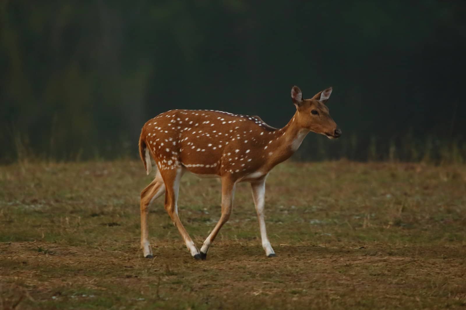 Spotted deer at a wildlife sanctuary