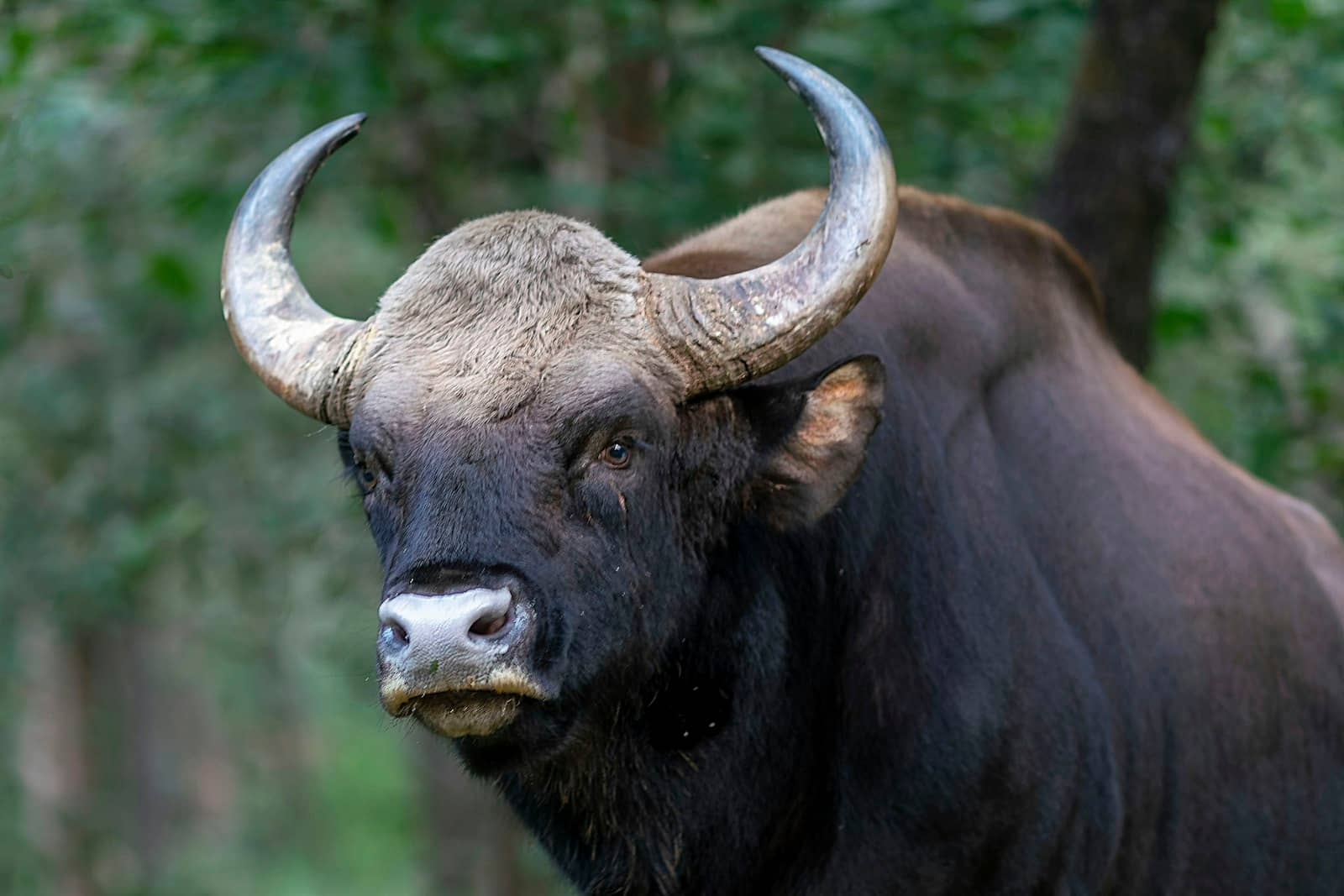 Indian gaur grazing near the forest edge
