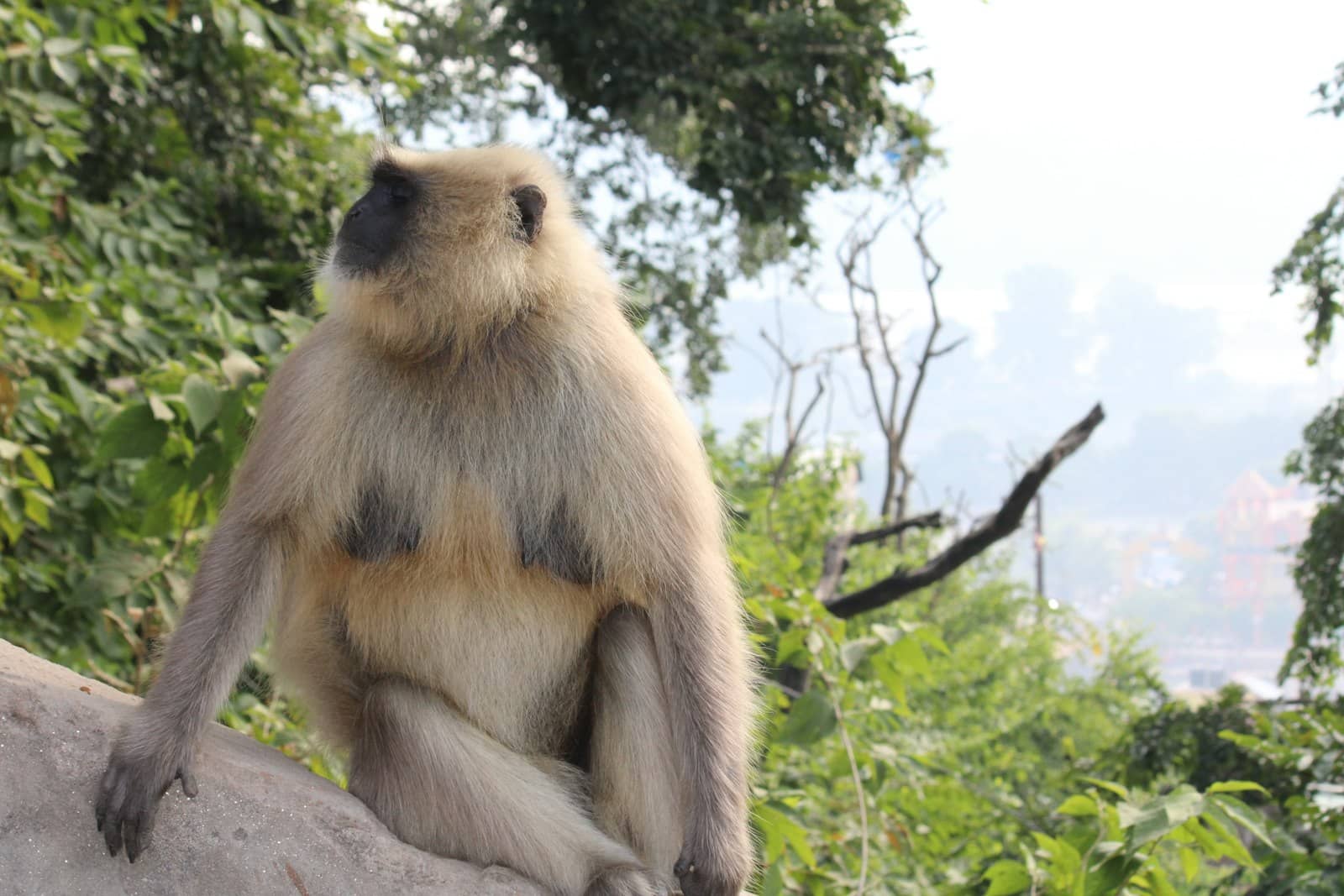 Nilgiri langur in the forest canopy