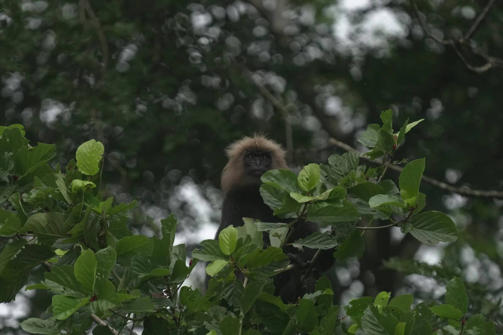 Hornbill in the Nilgiri forest canopy