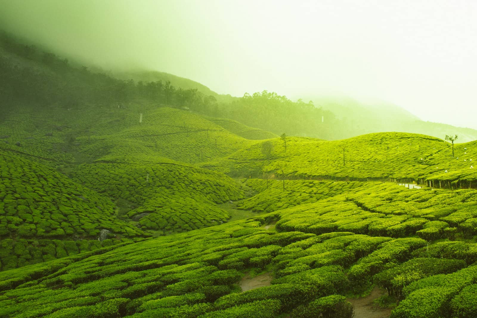 Tea Trail Weekend