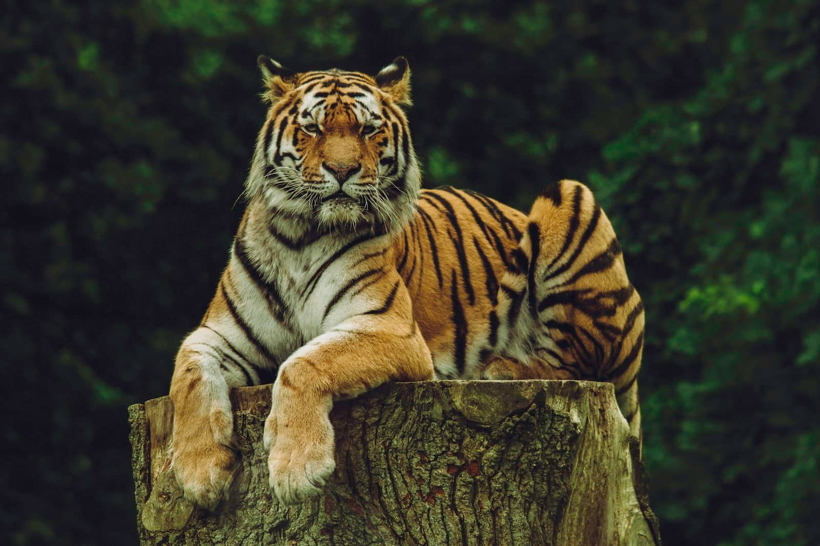 Wildlife & Waterfalls Expedition